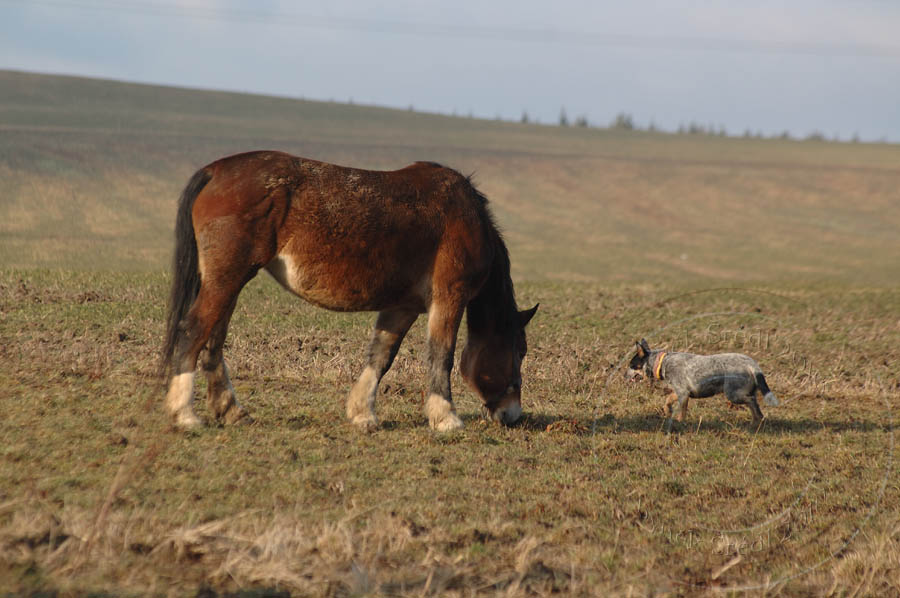 13.01.08.Milinov(ranc) DSC_0052n.jpg